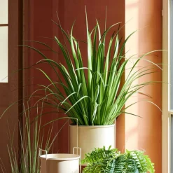 ALLIUM Hierba Ornamental Verde