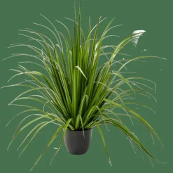ALLIUM Hierba Ornamental Verde