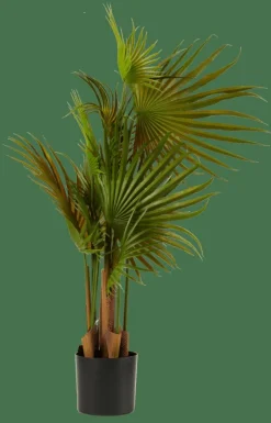 ARECA Palmera Verde