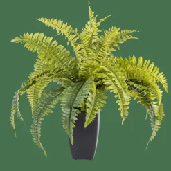 BOSTON Planta Helecho Verde