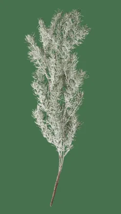 CEDER Rama Decorativa Verde
