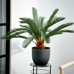 CYCAS Palma Verde