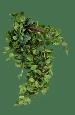 FITTONIA Guirnalda De Hojas Verde