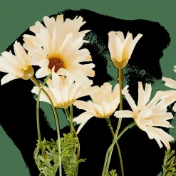 INDI Rama De Flores Crema
