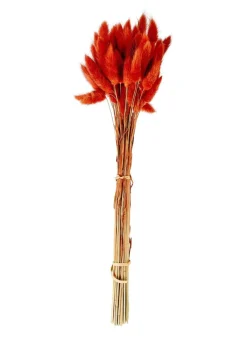 LAGURUS Cola De Liebre Rojo