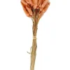 LAGURUS Cola De Liebre Rosa