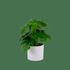 MONSTERA Planta Varios Colores