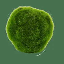 MOSS Bola De Musgo Verde