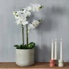ORCHID Orquídea En Maceta Blanco