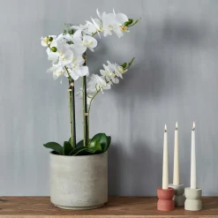 ORCHID Orquídea En Maceta Blanco