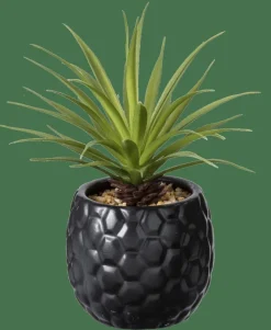 PINA Piña En Tarro Negro