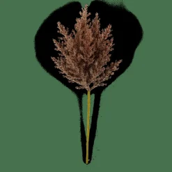 PLUME Tallo De Pluma Marrón