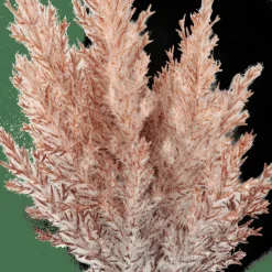 PLUME Tallo De Pluma Naranja