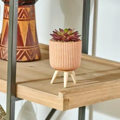 STRIPE Planta Crasa Art En Tarro Multicolor