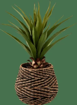 VERA Planta Aloë Vera Verde