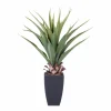 VERA Planta Crasa En Un Palillo Verde