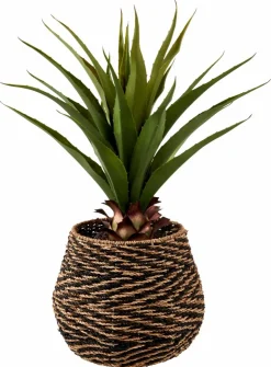 VERA Planta Crasa En Un Palillo Verde